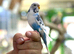 Baby budgies