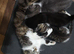 3 beautiful kittens