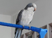 ** RESERVED** Gorgeous blue quaker