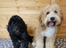8 Gorgeous Australian Labradoodle Puppies