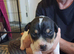 Stunning Jack Russell's ,Hastings