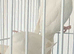 Bonded pair of white Quakers