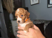 Cockapoo puppy’s