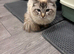 Male Ragdoll