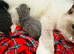 Gorgeous fluffy kittens