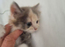 1 female rag doll kitten left