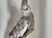 Young Cockatiels and semi tame
