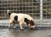 Male jack Russel