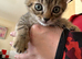 Kittens looking for there forever home