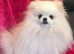 KC Registered Tiny 2kg Pomeranian For Stud