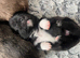 Beautiful Pomchi Puppies (Pomeranian x Chihuahua)
