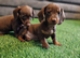 For sale mini dachshunds puppies