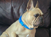 Lovely French bulldog adult