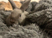 Mini lop x Rex baby bunny rabbit & enclosure