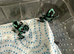 Auratus Panama special dart froglets