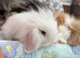 Mini lops/raised indoors/ vaccinated
