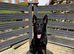 BEST WORKING LINE GERMAN SHEPHERD IN UK