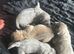 Blue and blue fawn chow chow puppies