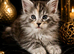 Pure Maine Coon Kittens ready for reservation