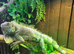 Axanthic Iguana Iguana