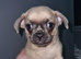 Puppys chugs for sale