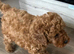 Kc red toy poodle puppies