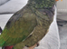 Maximilian pionus