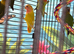Baby lovebirds