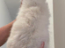 Perfect Ragdoll Kittens Ready Now