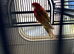 Bird for sale