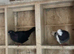 Roller pigeons