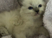 3week ragdoll kitties