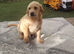Labrador puppies