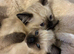 Ragdoll cross kittens