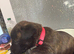 American bull dog x Mali/GSD puppies