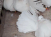 PURE WHITE GARDEN FANTAIL DOVES PERMANENTLY ERECTED TAILS