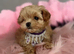 Luxury & Tiny Maltipoo Spring puppy&rsquo;s