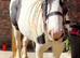 13.1 cob mare