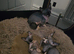 Ready Sphynx Kittens Looking for Their Forever