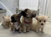 Pomchi micro teacup
