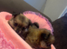 Pomchi puppies for sale