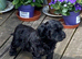 Beautiful yorkiepoo puppies