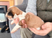 5 beautiful shorkie puppies