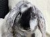 Beautiful mini lops boys and girls avalible .