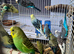 Selection of budgies