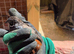 Button quails male