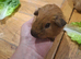 Guinea pigs californium and gold crested