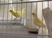 x2 proven yellow dimorphic