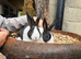 2 stunning dutch rabbits