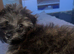 Yorkie poo cross Pomeranian